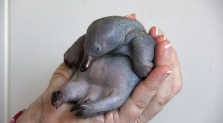 Baby echidna