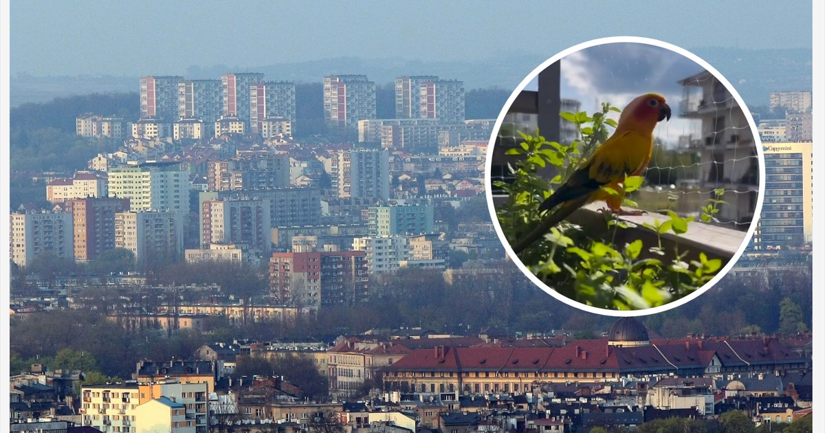 Zastrzelenie papugi Rogera: Sprawa wraca do prokuratury