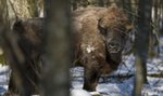 To ma być ochrona środowiska? Zabiją polskie żubry