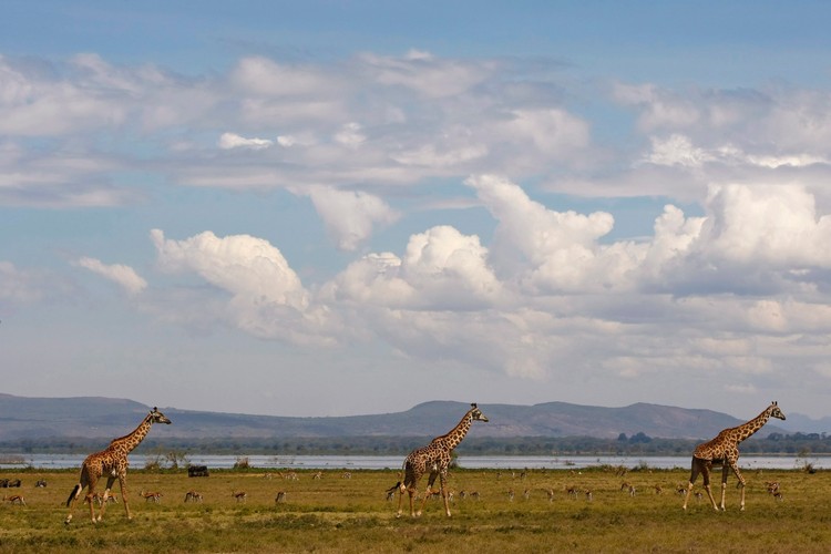 Kenia - dzika afrykańska przyroda