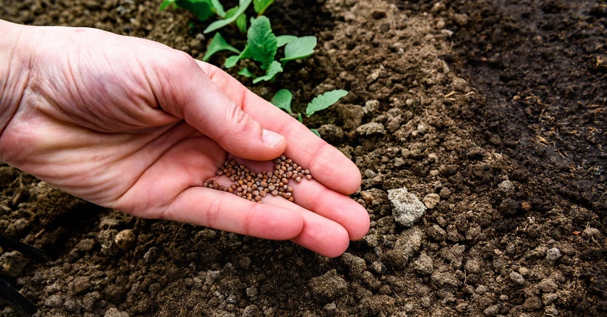 Co można siać we wrześniu? [Warzywa]