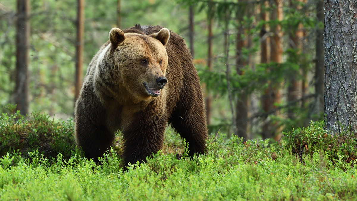 Problemów Słowaków z niedźwiedziami ciąg dalszy. Zwierzę zaatakowało małżeństwo