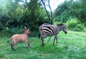 Zebroid. Jak wygląda dziecko zebry i osła?