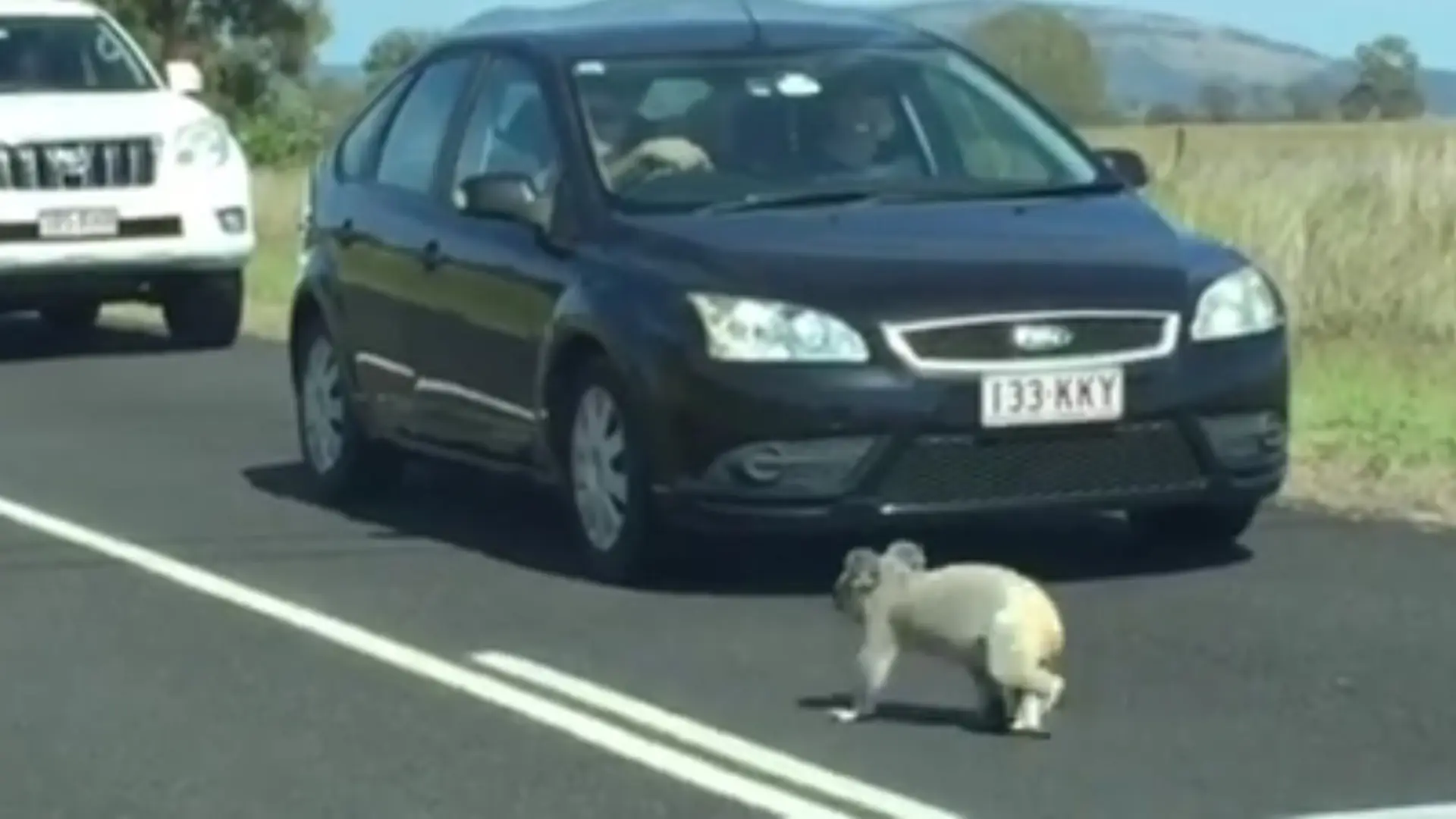 Typowe problemy Australijczyków? Koala powoduje korek na całej drodze