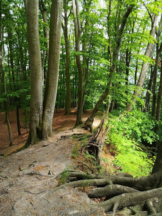 Leśne ścieżki Kępy Redłowskiej