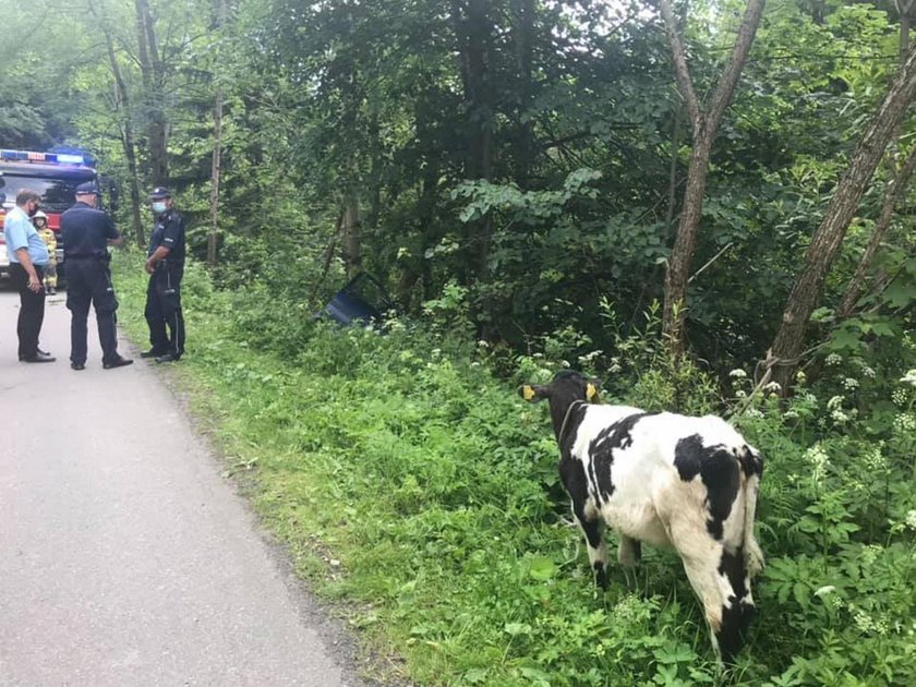 Wieźli osobówką kradzione cielę. Spowodowali wypadek i uciekli