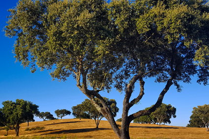 Alentejo – nieodkryty region Portugalii