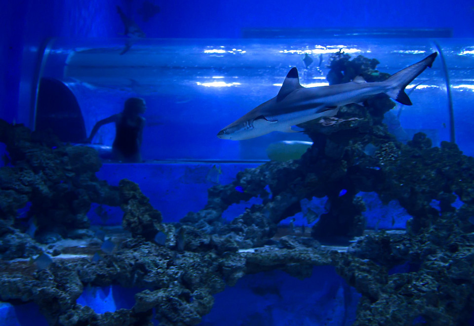 Shark Slide, czyli jedyna w Polsce zjeżdżalnia z rekinami 