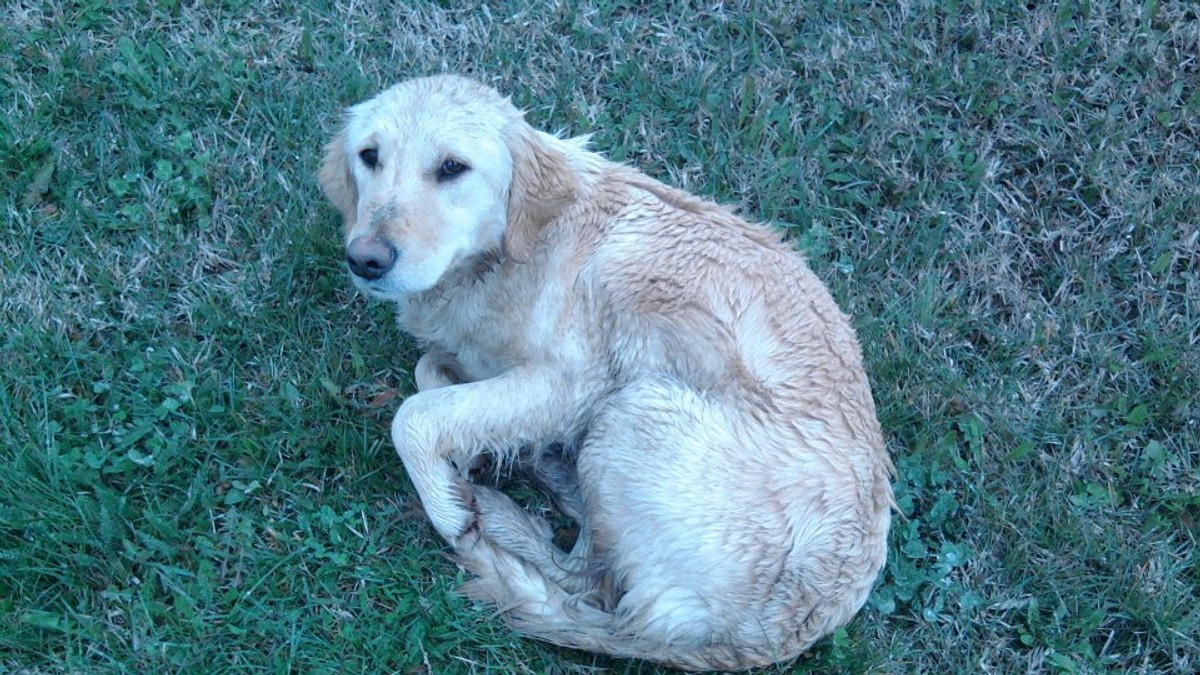 329080_mesanac-novi-sad