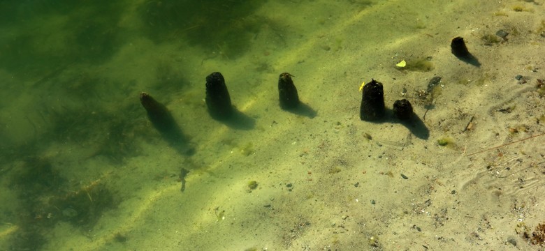 Tajemnicza broń w Wielkopolsce. Czy to insygnium władzy Mieszka I?