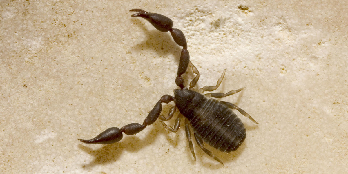 Polski "skorpion" jest pożyteczny. Możesz spotkać go w domu.