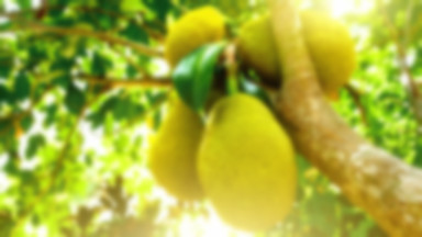 Dżakfrut największy owoc świata. Dlaczego warto po niego sięgnąć?