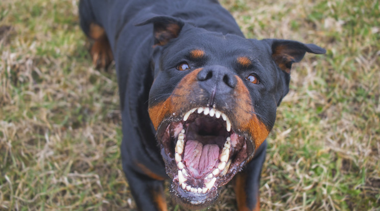 Halálra tépte a 3 hetes Reggiet a család kutyája-a kép illusztráció/ Fotó: Shutterstock