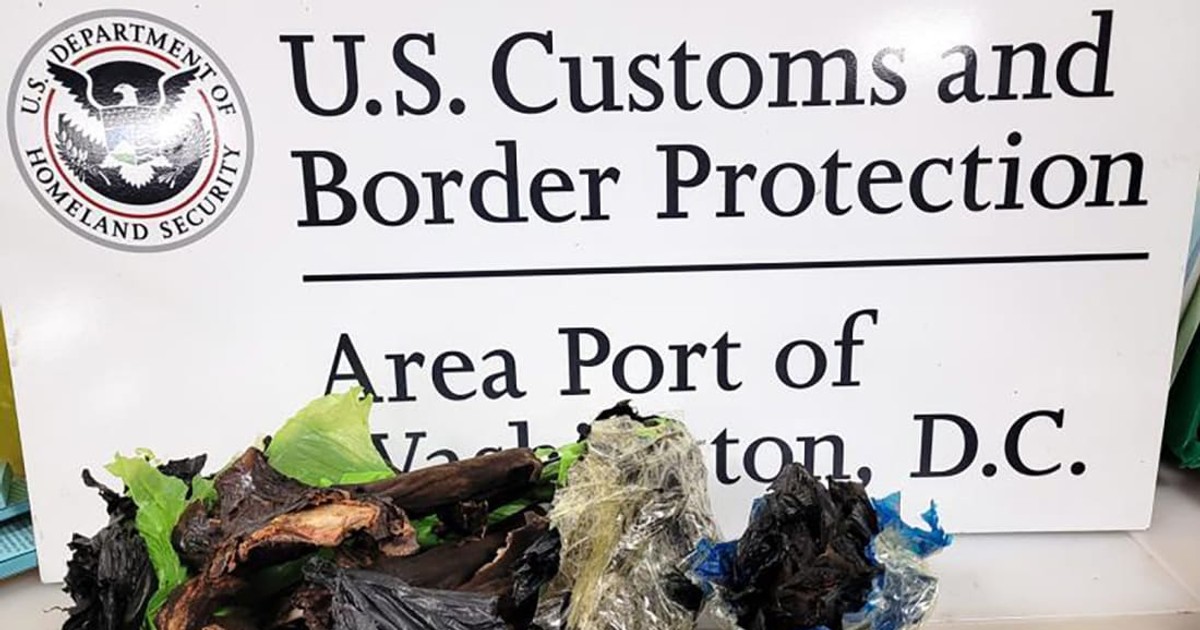 Ghanaian traveling with bushmeat and 'prekese' prevented at Washington airport - Vimarsana News