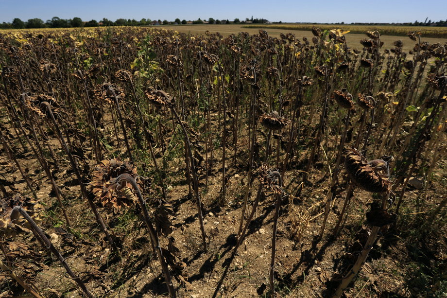 Wyschnięte pole słoneczników, upały i susza we Francji zbierają żniwo. Beaumont du Gatinais, France, 8 sierpnia 2022 r.