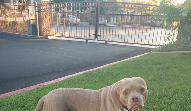 675586_pitbul-foto-facebook-nana-the-earless-pibble