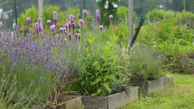 co będzie modne w ogrodach w 2026 roku? najnowsze trendy ogrodowe 2026 byliny na słońce i suszę