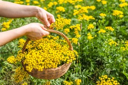 Zasiej tę roślinę w ogrodzie i ciesz się latem bez komarów i kleszczy