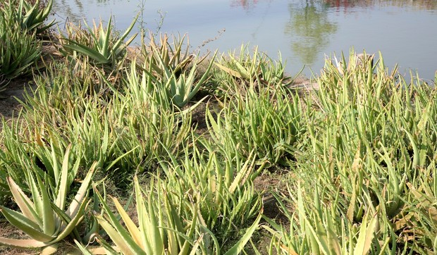 Aloe Vera
