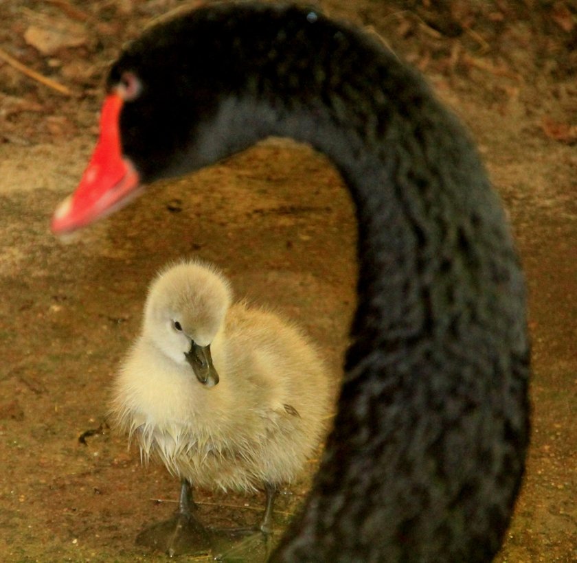 Oto urocze pisklaki ze Starego ZOO!