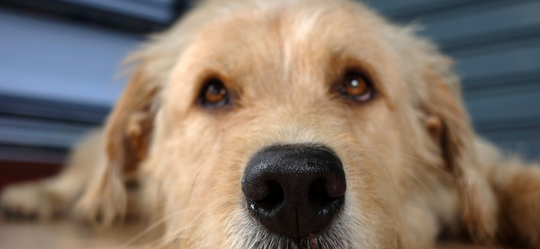 Psy są w stanie wyczuć koronawirusa w pocie człowieka. Będą specjalnie szkolone
