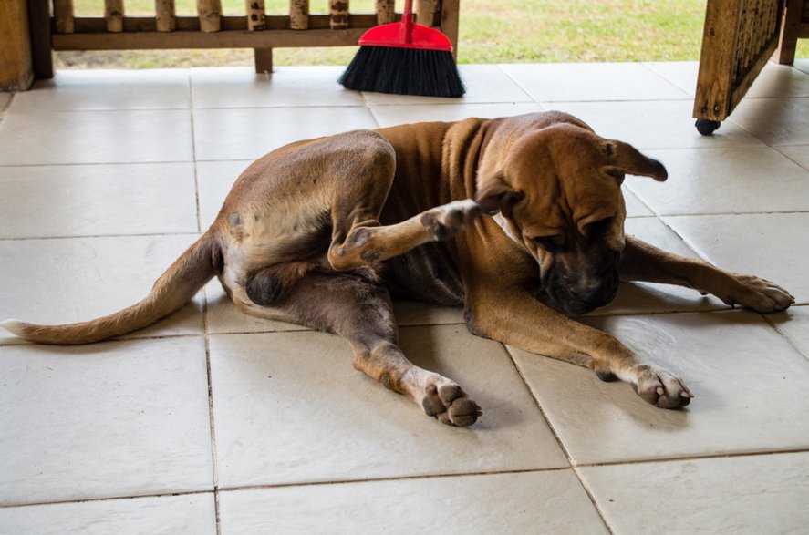 Przyczyną drapania się psa może być alergia - sewu/stock.adobe.com