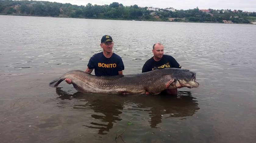 Złowił gigantycznego suma