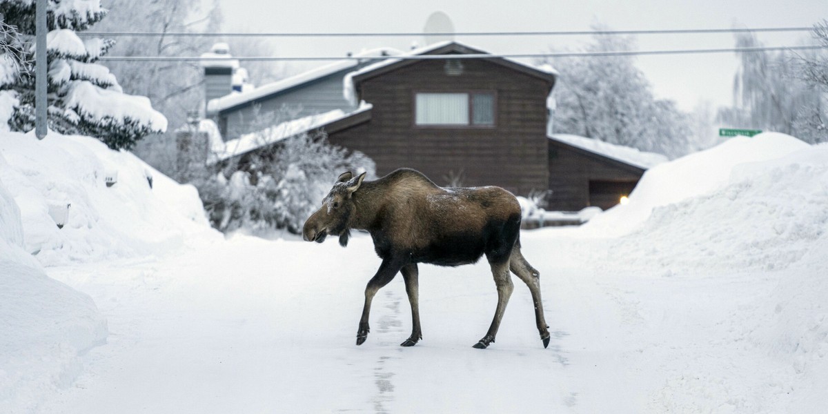 Turnagain, Alaska. 1 lutego 2024 r. 