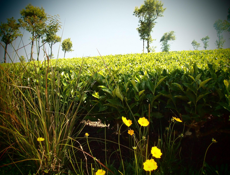 Herbaciane pola są urocze, fot. Anna Białek