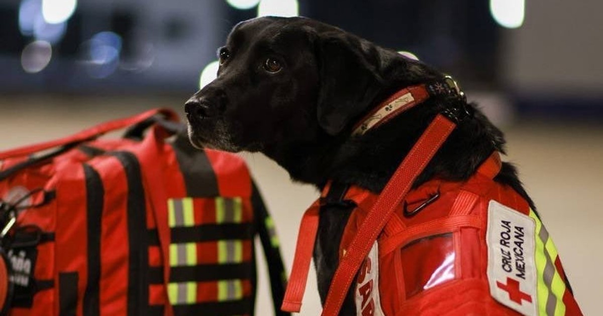 Photos of Mexico's famous rescue dogs sent to help search for ...