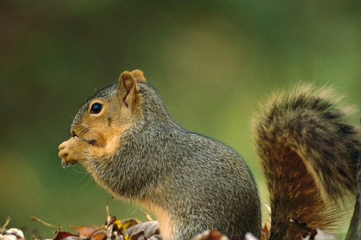 Northern Fox Squirrel (Sciurus niger) side view portrait, North America