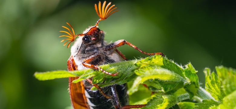 Wielki quiz biologiczny. Sprawdź, ile wiesz! Mniej niż 5/10 to wstyd