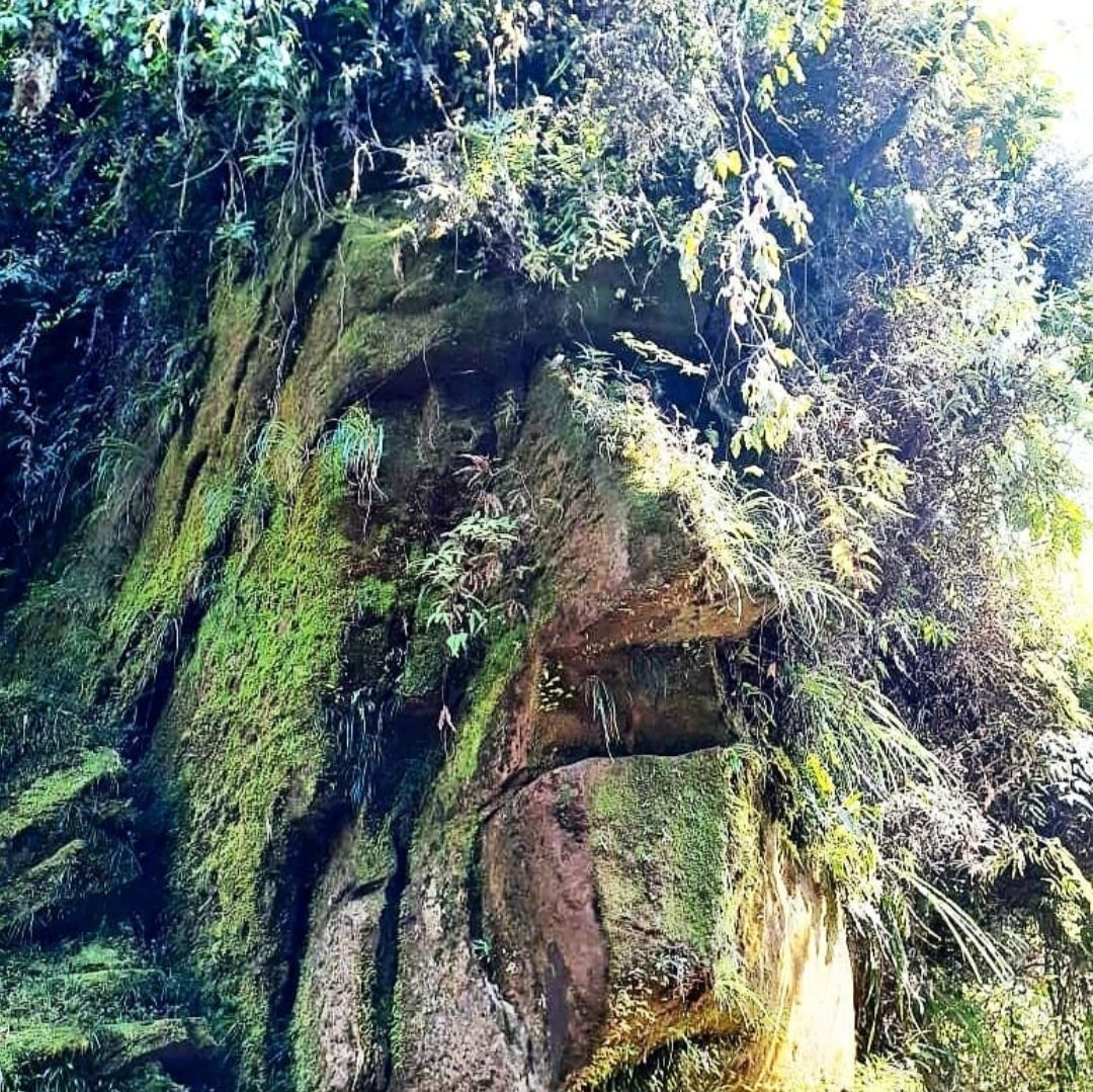 Rostro Harakbut