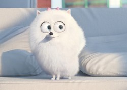 Twój pudel słucha System of a Down, czyli sekretne życie zwierząt