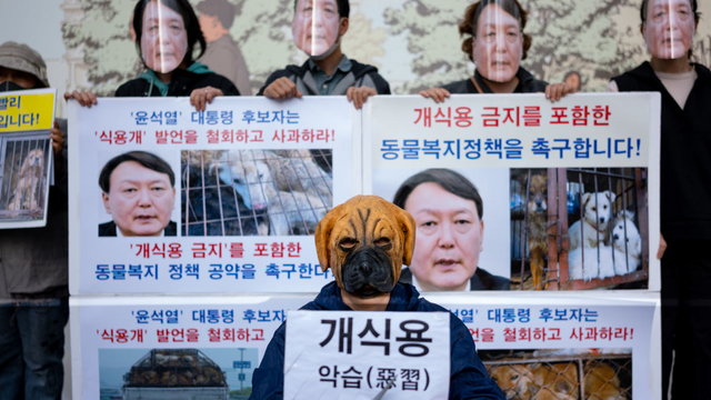 Véget érhet az évszázados hagyomány: betilthatják a kutyahús evést Dél-Koreában