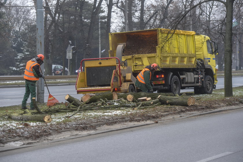 W Alei Lipowej w Gdańsku ruszyła wycinka 19 obumarłych drzew