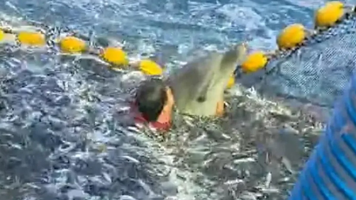 Dražen i delfin