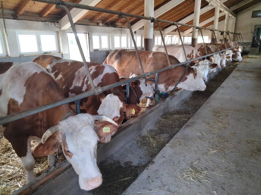 Mlečne krave koje su izložene toplotnom stresu daju 40 odsto manje mleka