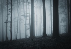 IMGW ostrzega: Na obszarze niektórych województw pojawią się gęste mgły