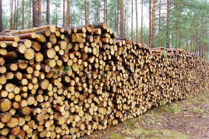 Wróciły masowe kradzieże drewna z lasów. "Zorganizowane grupy"