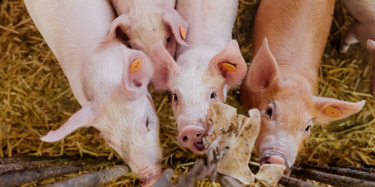 Nowy szczep świńskiej grypy może wywołać kolejną pandemię.