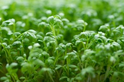 To warzywo uznano za najzdrowsze na świecie. Warto je jeść, bo wspiera jelita i serce