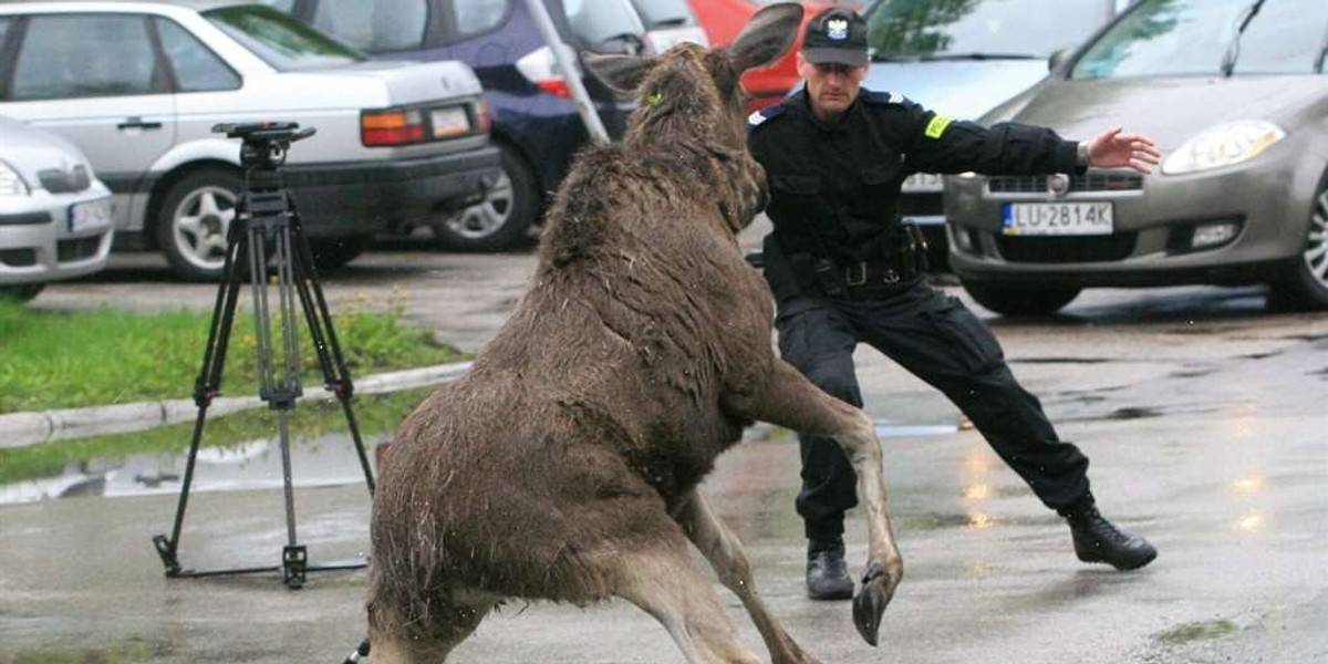 Łoś przyszedł na policję