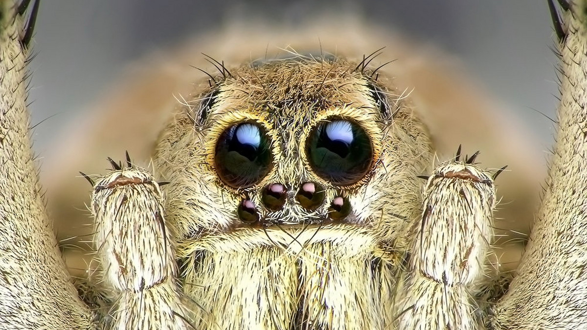 Damian Barr to dziennikarz z Wielkiej Brytanii, który zauważył w swoim domu ogromnego pająka. Stworzenie ledwo mieściło się w szklance i było wyjątkowo agresywne.