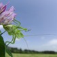 SPECKLED BUSH CRICKET