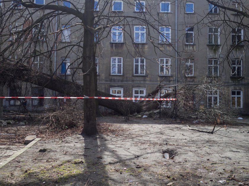 Powalone drzewo przy ul. Rewolucji 1905 r. Służby znalazły właściciela