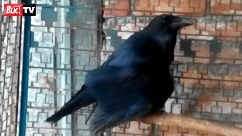 Gavrani napadaju građane Ivanjice