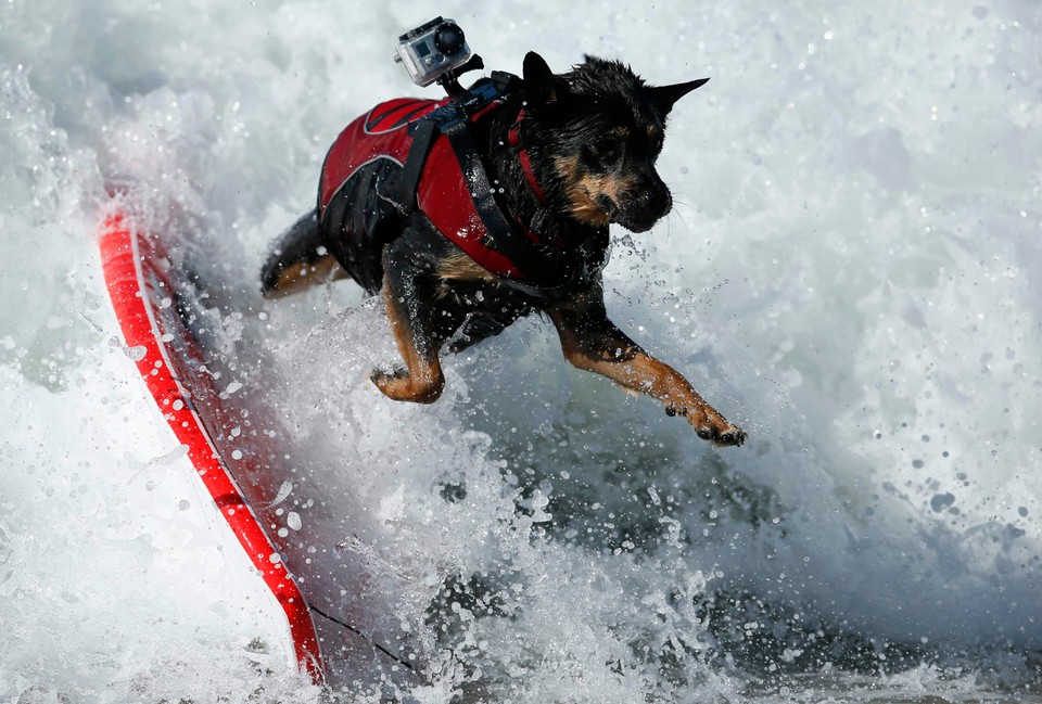 Takich surferów jeszcze nie widzieliście!