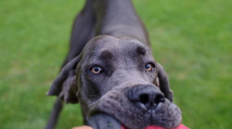A látássérült kutya ösztönösen felismeri gazdiját - videó! /Illusztráció: Pixabay