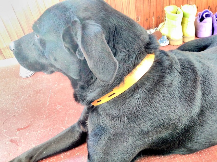 Pokija udomila mlada Beograđanka